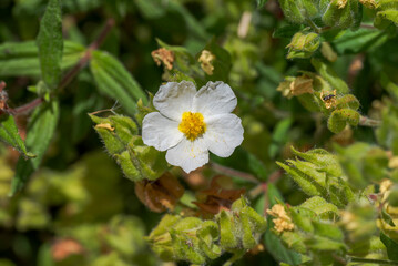 Close-up of Cistus inflatus, a white rockrose with crinkled petals and a bright yellow center, surrounded by hairy green sepals and fading flowers. Photo taken in La Vera, Extremadura, Spain