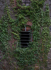 The wall of an abandoned, industrial building shows crumbling stone and brick, flanked by climbing ivy. Photo taken in Inniskeen, County Monaghan, Ireland 