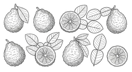 Hand drawn sketch of bergamot citrus fruits with leaves and slices