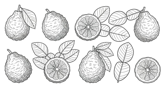 Hand drawn sketch of bergamot citrus fruits with leaves and slices