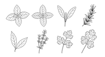 Collection of hand drawn botanical illustrations of various herbs and leaves