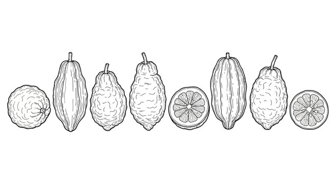 Hand drawn sketch of etrog citron fruits and slices on white background