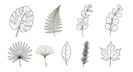 Fototapeta premium Collection of hand drawn botanical illustrations of various leaves