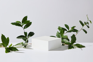 Fresh green tea leaves stand beside white rectangular podiums, forming a simple layout often used in skincare ingredient photography and scientific concepts.