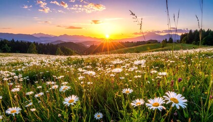 Daisy meadow with rolling hills under sunset. Warm light shines through