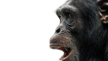 Close-up profile of a surprised chimpanzee looking right against a black background
