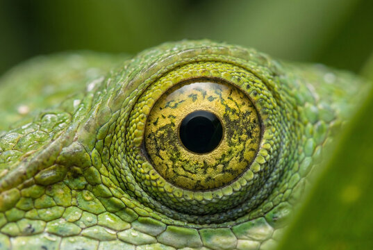 Macro close up of green chameleon reptile eye with detailed skin scale texture and camouflage pattern