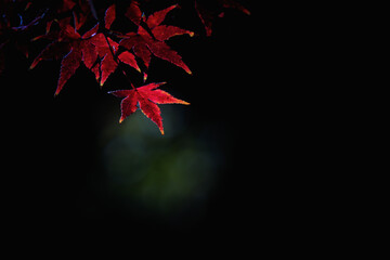 夜の紅葉