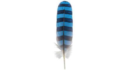 Isolated blue jay feather with black bars and a wispy stem for crafts or collection