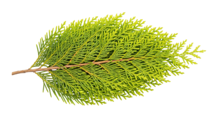 Isolated sprig of Thuja foliage, evergreen arborvitae branch, plant with scalelike leaves