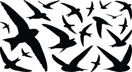 A flock of soaring common swift birds in various flight positions, illustrating bird migration, summer speed, freedom, nature, and dynamic movement in the sky.
