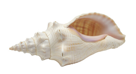 Isolated seashell exhibiting intricate details and organic shape with interior visible