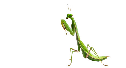 Isolated praying mantis insect, close-up wildlife predator, bug, arthropod, green, summer, nature