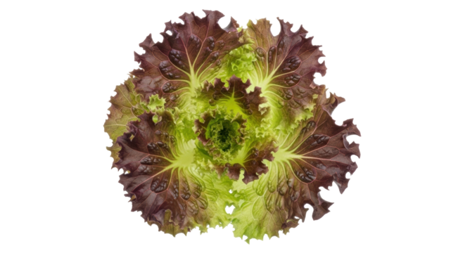 Isolated head of red leaf lettuce, green core, vibrant and healthy, fresh vegetable crop