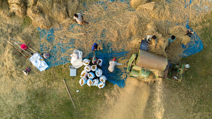 Aerial View of Rice Threshing Machine and Farmers Working During Harvest