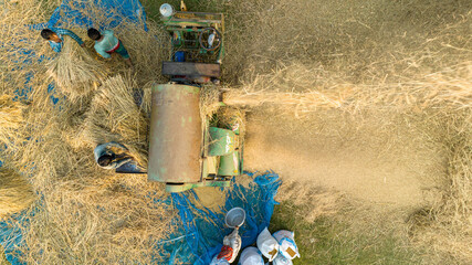 Drone Shot of Farmers Feeding Rice Bundles Into Threshing Machine