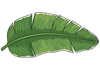 Single Green Banana Leaf Illustration