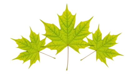 Isolated light green maple leaves, autumn or summer foliage, foliage of a seasonal tree
