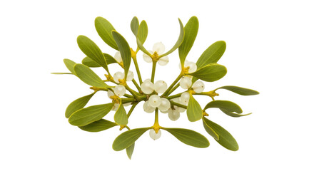 Isolated Mistletoe branch with green leaves and white berries for Christmas seasonal decor