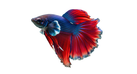 Obraz premium Isolated vivid Betta splendens, vibrant Siamese fighting fish with elegant red and blue fins