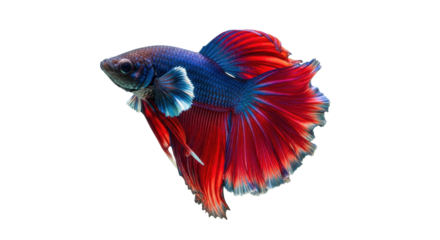 Isolated vivid Betta splendens, vibrant Siamese fighting fish with elegant red and blue fins