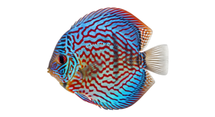 Isolated beautiful discus fish aquarium pet with red and blue colors in studio shot