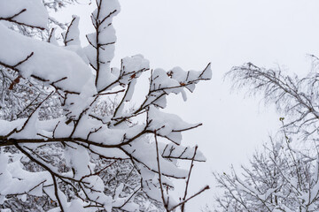 Snow-coated thin branches stretch toward a bright overcast sky, forming minimalistic winter composition. The frame highlights natural textures, quiet seasonal mood and soft festive atmosphere.