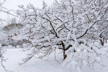 A small tree stands fully covered with deep snow, forming gentle rounded shapes and natural winter textures. The scene conveys purity, calm atmosphere and festive seasonal mood ideal for holiday visua