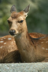 Japanese Tshima Sika Deer Lying on the Ground