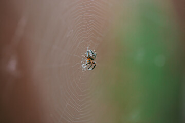 Spider on the web close-up.