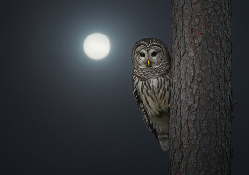 A barred owl perches on a tree trunk at night, illuminated by the light of a full moon in the dark sky.