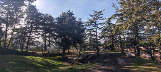 Camino de tierra entre pinos y árboles en un parque o colina boscosa con luz solar en Burgos, España 
