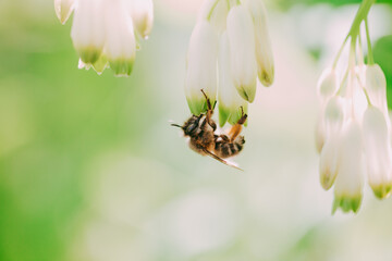 A bee on a white lily of the valley flower
in close-up against a background of greenery. 