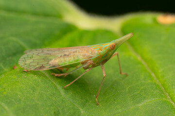Long-nosed planthopper