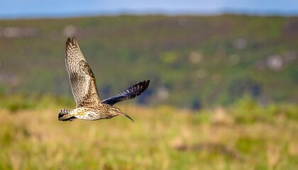 Obraz premium A bird in full flight, showcasing wingspan and intricate plumage against a grassy field backdrop and a blurred hill