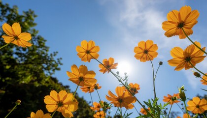 cosmos yellow flowers and sun with blue sky