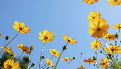 cosmos yellow flowers against blue sky background