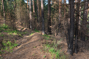 Pine Forest with Signs of Fire Damage and Earthworks