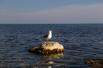 A seagull bird in close-up stands on a stone against the background of the sea and the blue sky