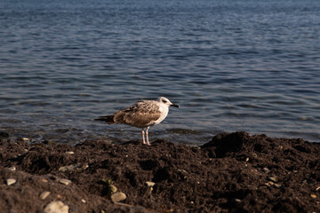 Seagulls birds close-up on the background of the sea, sky
