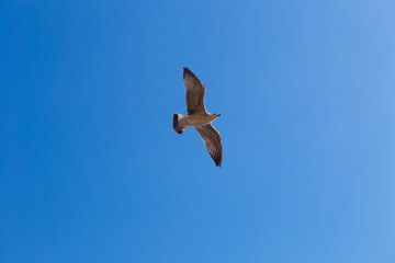 A seagull bird flies in close-up against a blue sky background