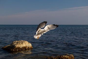 A seagull bird flies in close-up against the background of the sea and the blue sky