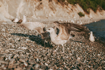 Seagulls birds close-up on the background of the sea, sky