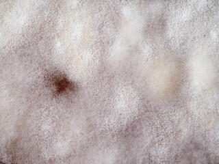 Kahm yeast is a thin and rather smooth “carpet”, which covers the entire surface