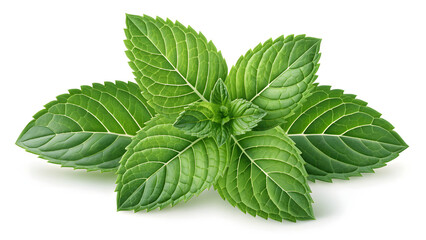 Fresh green mint leaves isolated on white background
