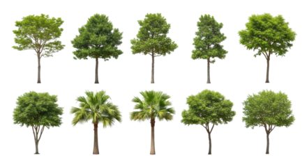 Ten diverse green trees, vibrant canopies and brown trunks, isolated in a studio on a white, shadowless background with sharp focus, negative space. Harmonious diversity, environmental balance
