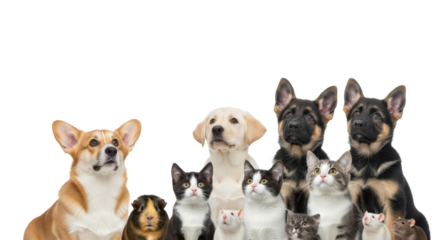 Diverse domestic animals (corgi, labrador puppy, shepherds, cats, guinea pig, rats) looking up curiously on a transparent studio background with copy space, concept of collective anticipation