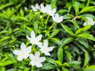 Close up and selective focus of Melati Crape or Tabernaemontana divaricata or commonly called pinwheel flower, crape jasmine 