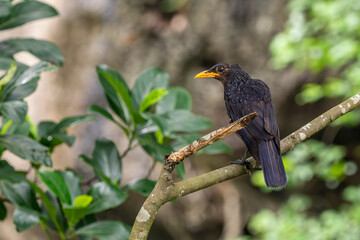 Blue Whistling Thrush - Myophonus caeruleus, beautiful, colored perching bird native to forests and woodlands of Asia, Vietnam.