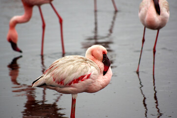 Flamants rose a Swakopmund, Namibie